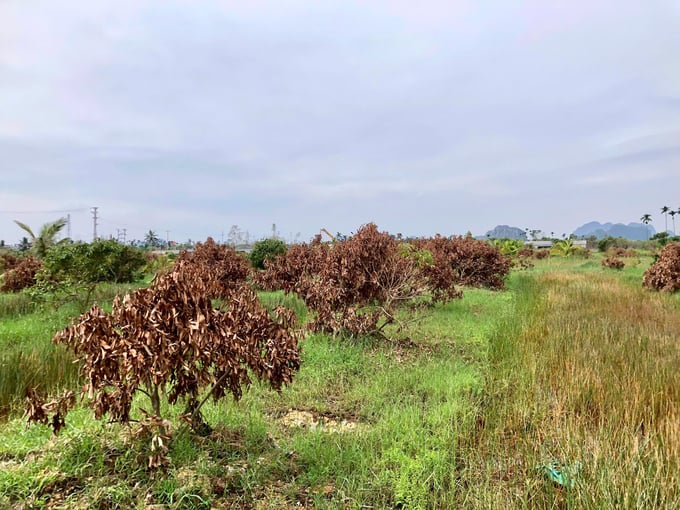 4c7721ae1d71bb2fe2604-194626_579.jpg Hơn 140ha vải chín sớm tại phường Phương Nam bị gãy đổ do bão số 3. Ảnh: Nguyễn Thành.