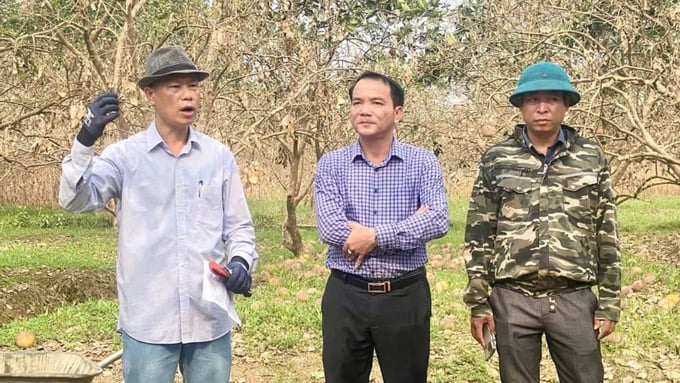a-22-112158_655.jpg TS Bùi Quang Đãng (bìa trái) phổ biến kỹ thuật chăm sóc vườn bưởi bị thiệt hại. Ảnh: Thanh Tiến.