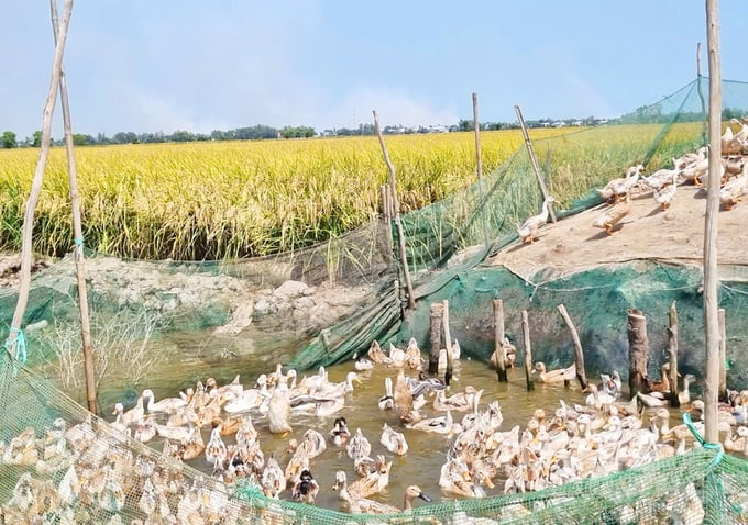 Mô hình sản xuất lúa – cá – vịt tại HTX Dịch vụ nông nghiệp Quyết Tiến (xã Phú Thành A, huyện Tam Nông, Đồng Tháp). Ảnh: Lê Hoàng Vũ.
