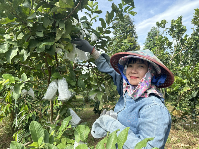 z5818377656566_d3e70060aa12e8d49e8b32a94710080c-084443_407.jpg Dù không sử dụng bất kỳ loại phân bón hóa học, thuốc bảo vệ thực vật nào nhưng cây trồng trong trang trại vẫn luôn trĩu quả, đảm bảo an toàn. Ảnh: L.K.