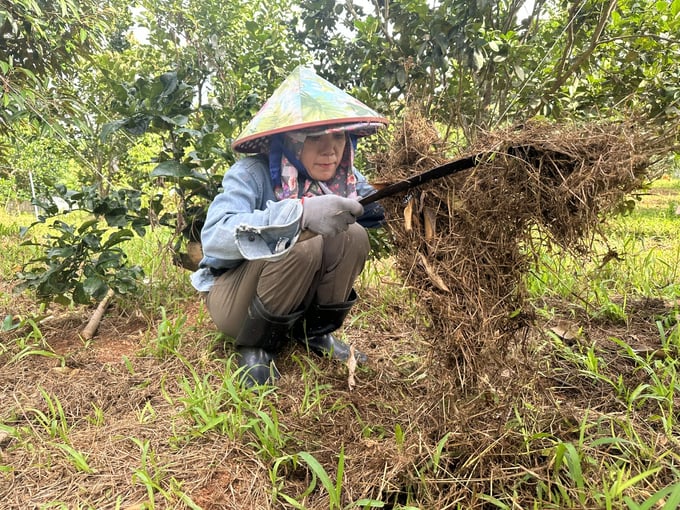z5818380365405_c50cbf2f30d8433f46da65b9914d626b-084445_337.jpg Thảm cỏ trong vườn không chỉ giữ ẩm mà sau khi cắt bỏ còn là nguồn cung cấp chất dinh dưỡng cho cây trồng. Ảnh: L.K.