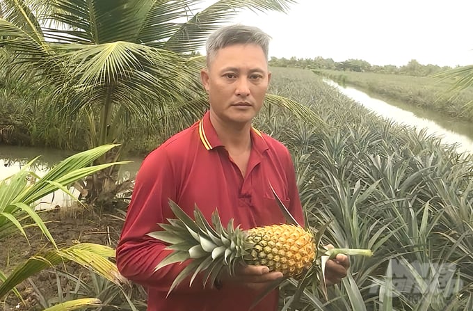 2-111547_787-111548.jpg Chuẩn bị cho mùa khóm bông Tết Nguyên đán Ất Tỵ 2025, gia đình anh To đã trồng hơn 10.000 cây. Hiện thương lái đã đặt cọc với giá 15.000 đồng/trái. Ảnh: Hồ Thị Thảo.