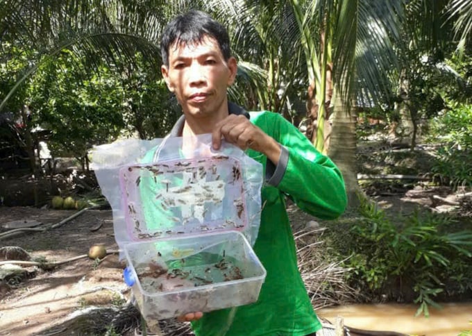 4d3fba6507c4a19af8d5-123132_870.jpg Ngành nông nghiệp quyết liệt khống chế sâu đầu đen bằng biện pháp thả ong kí sinh. Ảnh: Minh Đảm.