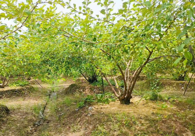 tao-bang-la-2-215209_145.jpg Những vườn táo trĩu bông tại phường Bàng La trước khi bão đổ bộ. Ảnh: Đinh Mười.
