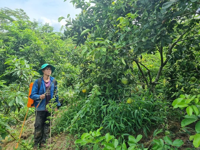 Mr. Nguyen Van Ghi's family garden avoids using toxic chemicals. Photo: Tuan Anh.