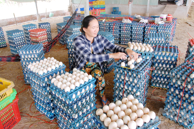 anh-4-165335_505-165335.jpg Khi người dân nhận thức được tầm quan trọng của an toàn sinh học, từ đó không chỉ giúp bảo vệ đàn vật nuôi khỏi dịch bệnh mà còn nâng cao chất lượng sản phẩm chăn nuôi. Ảnh: Lê Hoàng Vũ