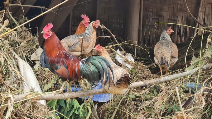 z5903757947721_2b4d31e8e992c3478927836085c1fa1c-082817_479.jpg Thiệt hại sau mỗi trận bão lũ với chăn nuôi gia súc gia cầm với người dân vùng cao luôn là không hề nhỏ. Ảnh: Việt Khánh.