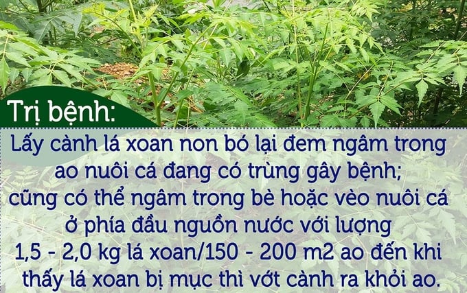 tri-benh-cho-ca-bang-la-xoan-125633_424.jpg