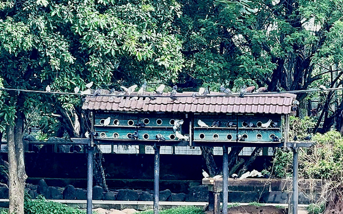 z5913005633599_77651f9612669fe1759e3995018d0603-191022_118-191023.jpg Khu du lịch sinh thái Vườn Xoài thu hút khá đông chim nuôi ở ngoài trời, chim hoang dã đều là những loài có nguy cơ cao lây nhiễm cúm gia cầm. Ảnh: HP.