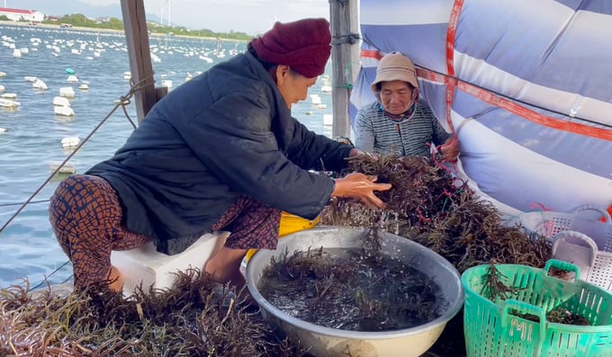 Seaweed has provided a stable livelihood for many coastal households for over 20 years. Photo: Dinh Muoi.