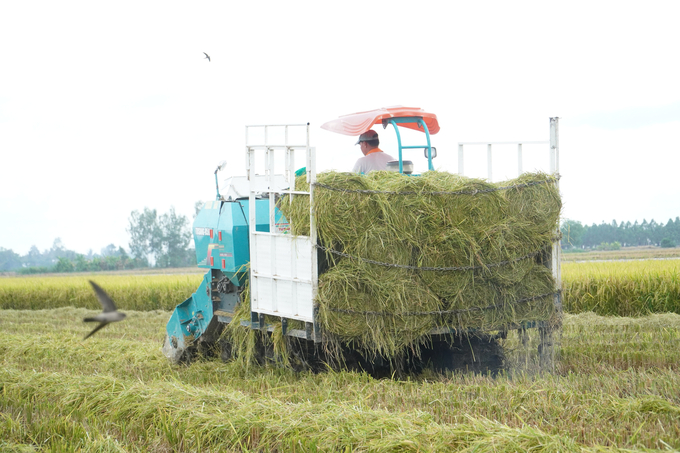 One of the goals of the CABIN project is to increase knowledge of sustainable low-emissions rice cultivation through training, field demonstrations and technology transfer. Photo: Kim Anh.