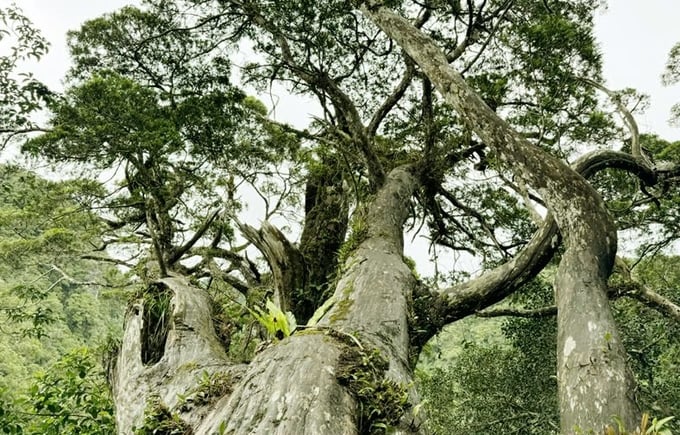 The ancient Chinese incense-cedar forest located in Phong Nha - Ke Bang National Park. Photo: T. Phung.