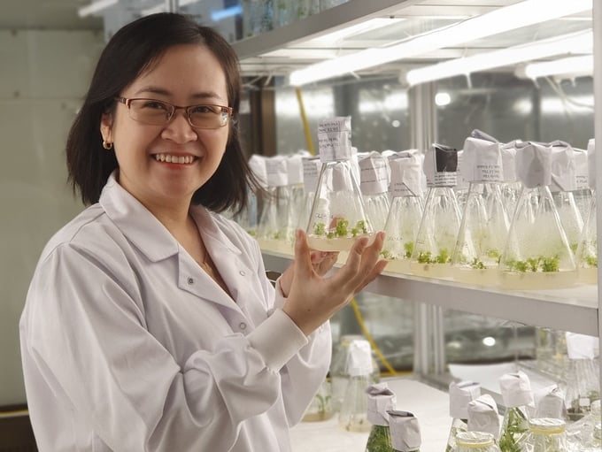 Research on gene editing of crop varieties at the Binh Dinh Center for Information - Application of Science and Technology. Photo: Thanh Tung.