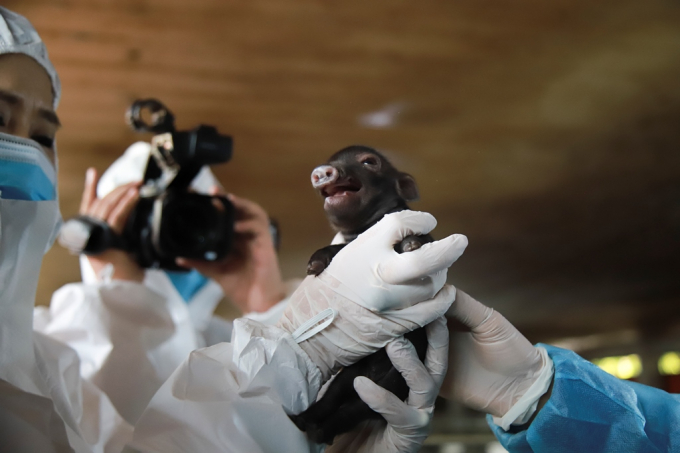 The method of cloning I-fat pigs from somatic cells taken from adult ear tissue was successfully applied by the Institute of Animal Husbandry. Photo: HT.