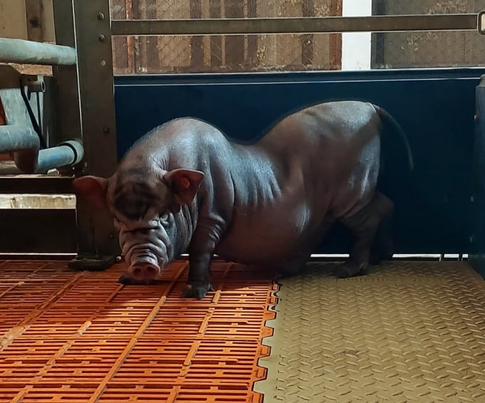 A cloned male pig at 5 months old at the Institute of Animal Husbandry. Photo: HT. 