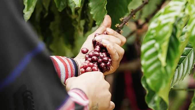 Latest domestic and global coffee prices on 10/10/2024