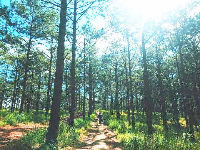 Pine forest in Soc Son district, Hanoi. Photo: Thanh Thuy.