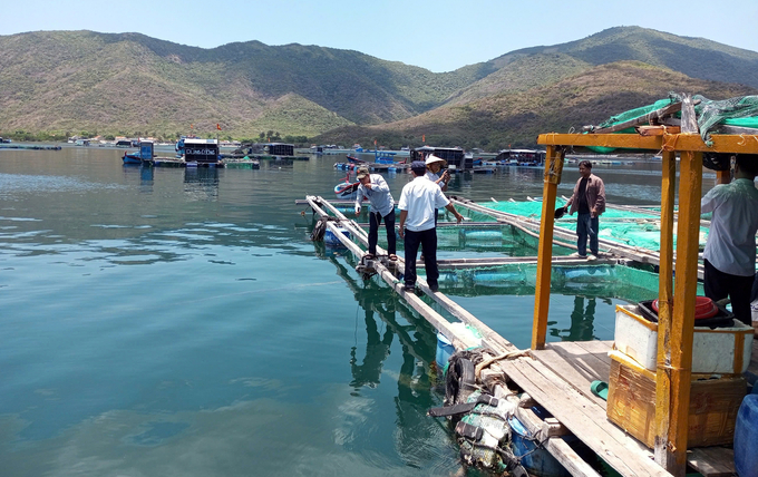 Through the monitoring, warning, and surveillance of the aquaculture environment, farmers in the South Central provinces have proactively prevented aquatic diseases and minimized losses. Photo: KS.
