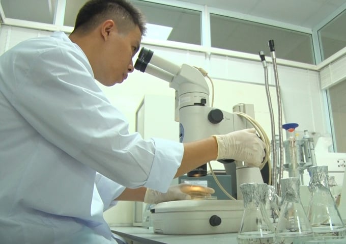 Scientists at the Marine Biotechnology Research Laboratory (Research Institute for Marine Fisheries) are studying the breeding technology process for seaweed. Photo: Dinh Muoi.