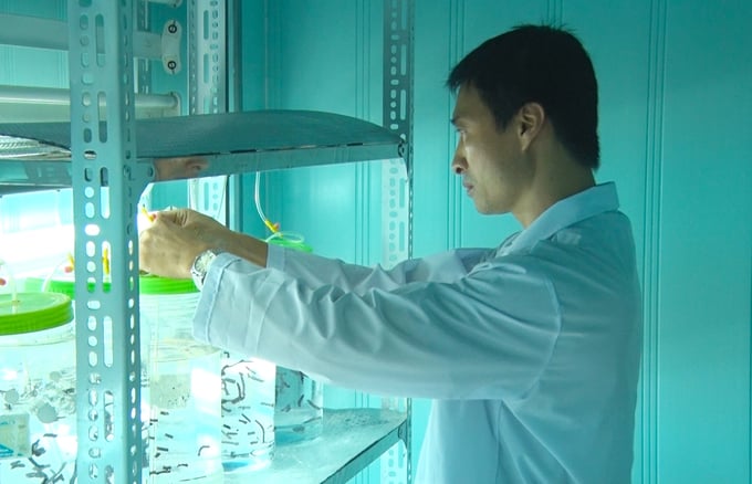 Scientists at the Research Institute for Marine Fisheries have mastered the technology and are now able to proactively produce high-quality seaweed seedlings in large quantities. Photo: Dinh Muoi.