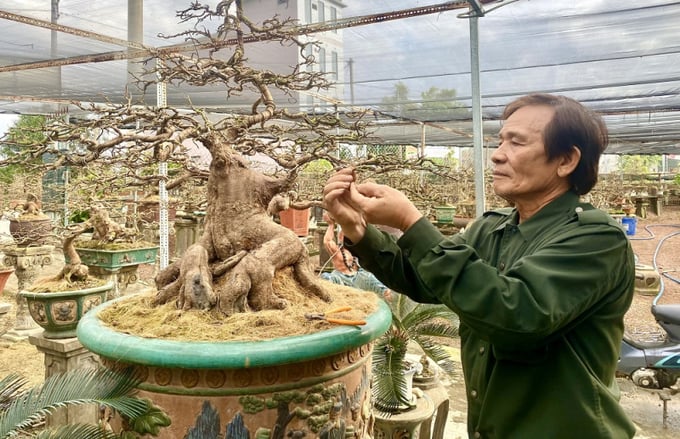 1-092521_218.jpg Ông Nguyễn Trí Tuấn, người tiên phong áp dụng phương pháp trồng mai an toàn sinh học tại thị xã An Nhơn (Bình Định). Ảnh: V.Đ.T.