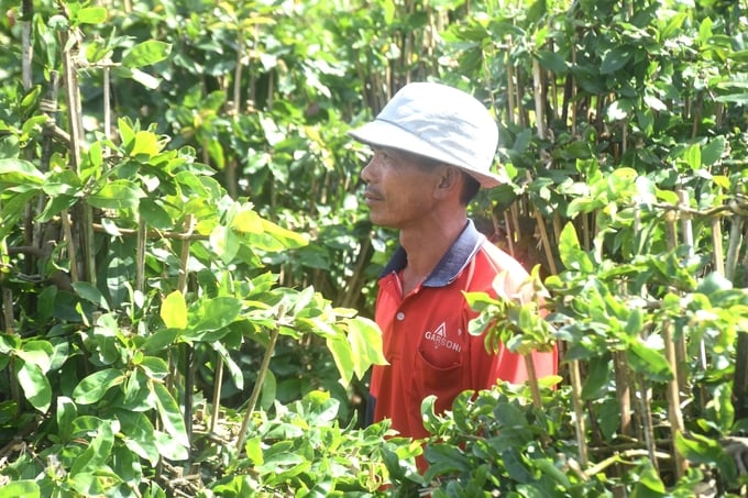 2-092526_728.jpg Anh Lê Tấn Bộ, người đang sở hữu 6.000 - 7.000 chậu mai cảnh ở thôn Háo Đức, xã Nhơn An (thị xã An Nhơn, Bình Định) đã 'nói không' với thuốc BVTV hóa học hơn 10 năm qua. Ảnh: V.Đ.T.
