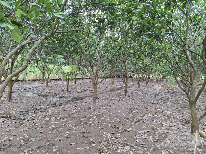 z5924955871367_47137551f1895ba224e63571a5b0ca4e-123351_357-123352.jpg Ngay sau bão, Sở NN-PTNT Hưng Yên đã ban hành hướng dẫn các biện pháp khắc phục sản xuất trồng trọt để người dân kịp thời áp dụng. Ảnh: Trung Quân.