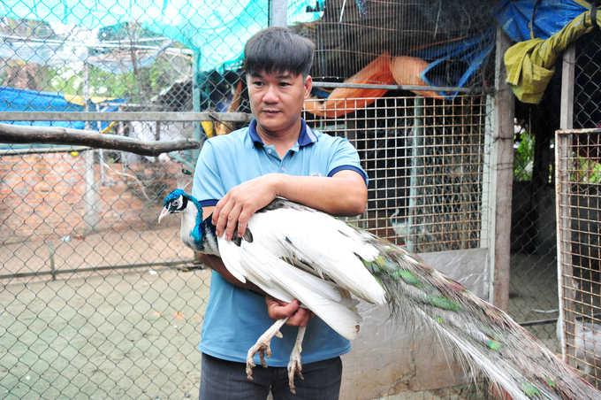 dsc_0604-143457_508-143457.jpg Không dừng lại ở việc nuôi heo, anh Trần Văn Toản còn tạo nên dấu ấn riêng trong lĩnh vực chăn nuôi chim công, một mô hình đầy tiềm năng nhưng ít người ở ĐBSCL đầu tư và phát triển. Ảnh: Lê Hoàng Vũ.
