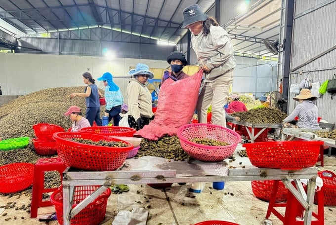 gia-cau-tuoi-tang-dot-bien-120000-dong-kg-nong-dan-lai-lon-094422_326.jpg Cau tươi sau khi thu mua sẽ được đưa về các cơ sở sấy khô để xuất sang thị trường Trung Quốc. Ảnh: L.K.
