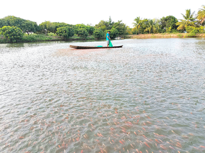 134a864ff4a54dfb14b4-234018_433.jpg Giá cá điêu hồng giống tăng cao do nguồn cung khan hiếm. Ảnh: Minh Đảm.