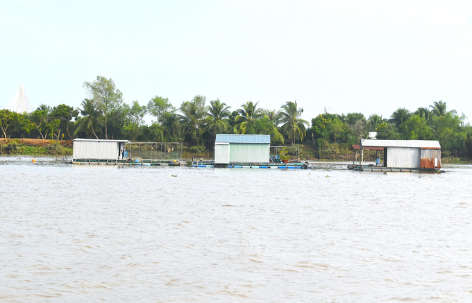 dsc_0491-234016_708.jpg Bè nuôi cá ven sông Tiền thuộc xã Tân Thạch, huyện Châu Thành, tỉnh Bến Tre. Ảnh: Minh Đảm.