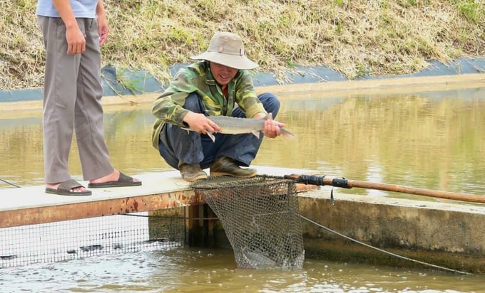 z5939429321659_bac263d2f9c9976e649af1591e637270-154904_711.jpg Cá tầm nuôi theo công nghệ 'sông trong ao' phát triển tốt, đạt tỉ lệ sống trên 80%. Ảnh: PC.
