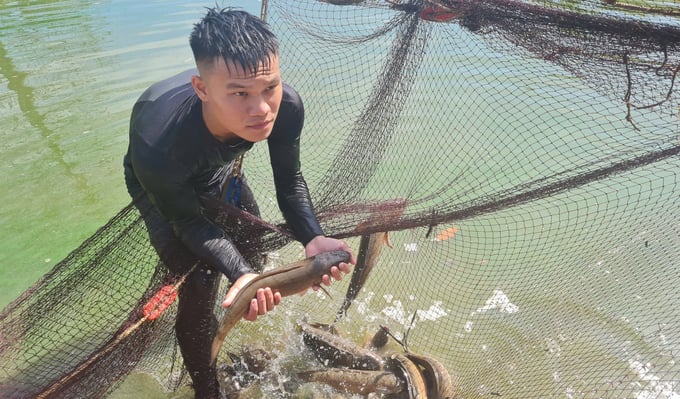 z5903531115976_cdb4c709cfaa87ff8254a87bf27a7f5d-041515_661.jpg Con cá lóc đầu nhím mang lại giá trị khác biệt cho Hợp tác xã Dịch vụ nông nghiệp tổng hợp xã Nghi Văn. Ảnh: Việt Khánh.