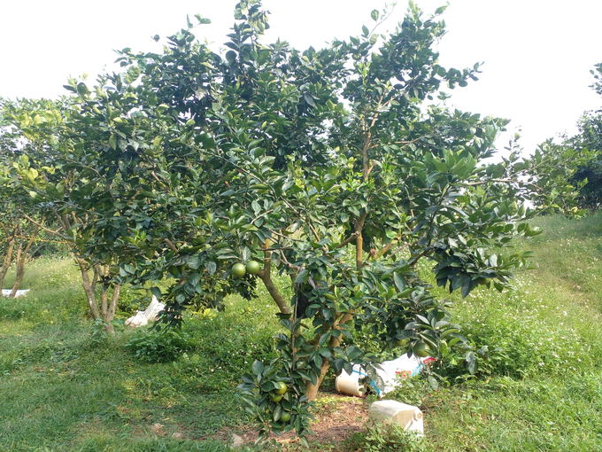 hinh-anh-23-184753_907.jpg Ông Nghiệp không dùng thuốc diệt cỏ mà để cỏ mọc tự nhiên, chỉ kiểm soát bằng cách phát dọn. Ảnh: Quốc Toản.
