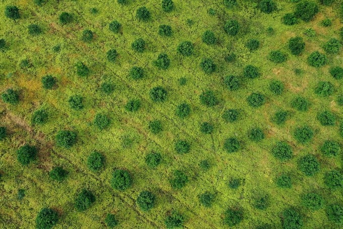 The methodical and organized longan area of Song Ma district, Son La. Photo: Tung Dinh.