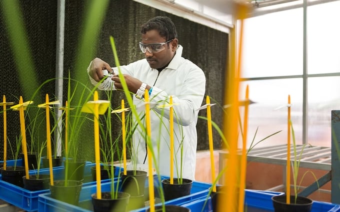 Gene editing is a remarkable achievement in the 21st century in the fields of biochemistry and molecular biology. Photo: CropLife.