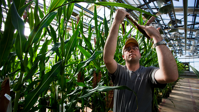 The United States is loosening regulations on biotech crops, with new regulations focusing on plant traits, rather than the technology used to create new strains. Photo: Science.