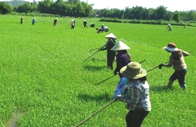 nong-dan-thon-dak-mong-xa-dak-krong-dak-doa-duoc-huong-dan-nghe-trong-lua-nuoc-chat-luong-cao-144228_785.jpg