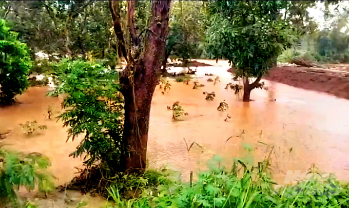z5976201046465_fa1d55b14eea5180f501300da506083b-185132_161-185132.jpg Hàng loạt diện tích vườn cây trái và hoa màu của người dân bị chìm trong nước mưa lũ. Ảnh: HP.