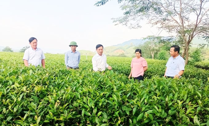 che3-102008_267.jpg Hiện 40ha chè tham gia mô hình được chứng nhận đạt chuẩn VietGAP và đã được cấp mã vùng trồng. Ảnh: Thanh Nga.