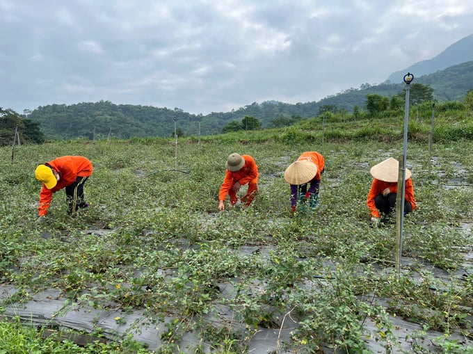 z5955574774981_5a1c87def746f728d71ef6ce97893064-003344_285.jpg Cây cà gai leo phù hợp với khí hậu, thổ nhưỡng tại nhiều vùng của huyện Ba Bể. Ảnh: Ngọc Tú.