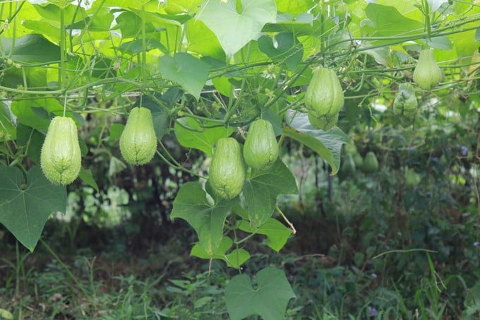 The 12-hectare chayote farm on the top of the mountain of T&D Clean Agricultural Cooperative is laden with fruits. Photo: Thanh Tien.