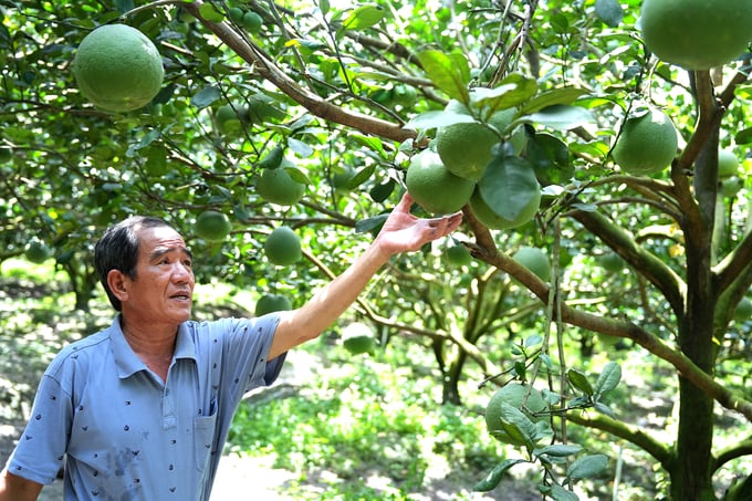 Là người đã nhiều năm làm nông nghiệp hữu cơ, tích luỹ nhiều kinh nghiệm nên sản phẩm bưởi của ông Thành 'đẹp từ vỏ đến ruột', được thương lái ưa chuộng. Ảnh: Hồng Thủy.