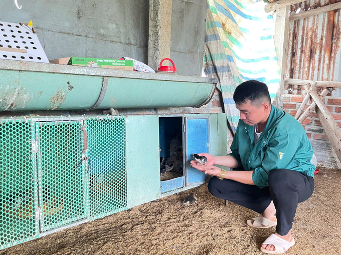 Anh Hiệu kiểm tra, chăm sóc gà giống tự sản xuất. Ảnh: Trường Giang.