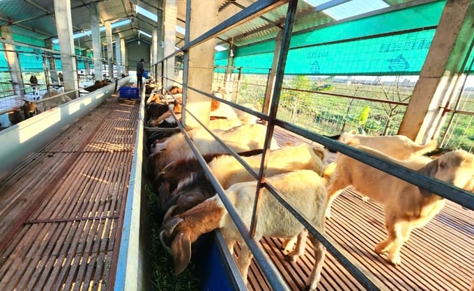 nuoi-de-153654_86.jpg Đàn dê tại Hải Phòng đang phát triển tốt sau bão số 3. Ảnh: Đinh Mười.