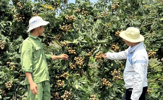 Nông hội trồng nhãn tại huyện Kông Chro. Ảnh: Tuấn Anh.