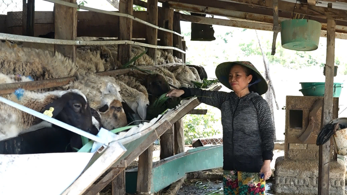 z5993238010123_fcc81de902b1778a3ee9c6f571fb9b64-203853_30.jpg Chăn nuôi dê, cừu ở Ninh Thuận hiện nay chủ yếu theo quy mô manh mún, nhỏ lẻ. Ảnh: PC.