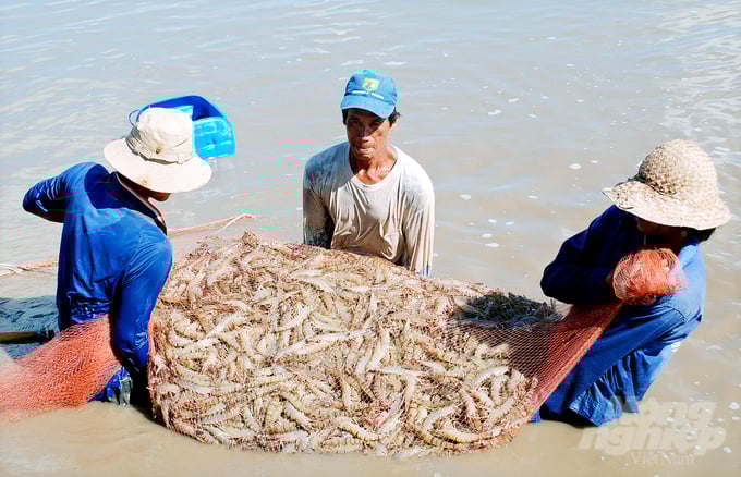dsc_0492-152619_985-152619.jpg Mục tiêu của ngành tôm là năng suất và sản lượng phải đi song hành cùng lợi nhuận của người nuôi và doanh nghiệp. Ảnh: Trọng Linh.