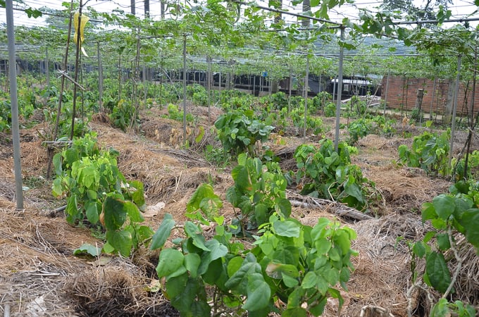 The rows of indigenous plants are cultivated organically on the farm. Photo: Duong Dinh Tuong.