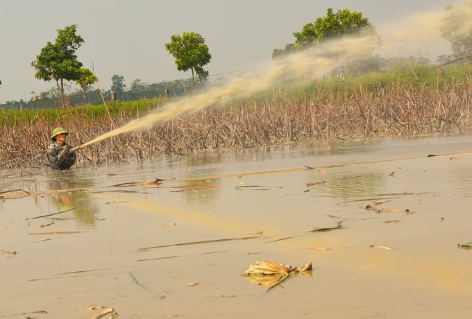 Máy bơm cao áp sục xuống bùn để làm long ra các củ sen. Ảnh: Dương Đình Tường.